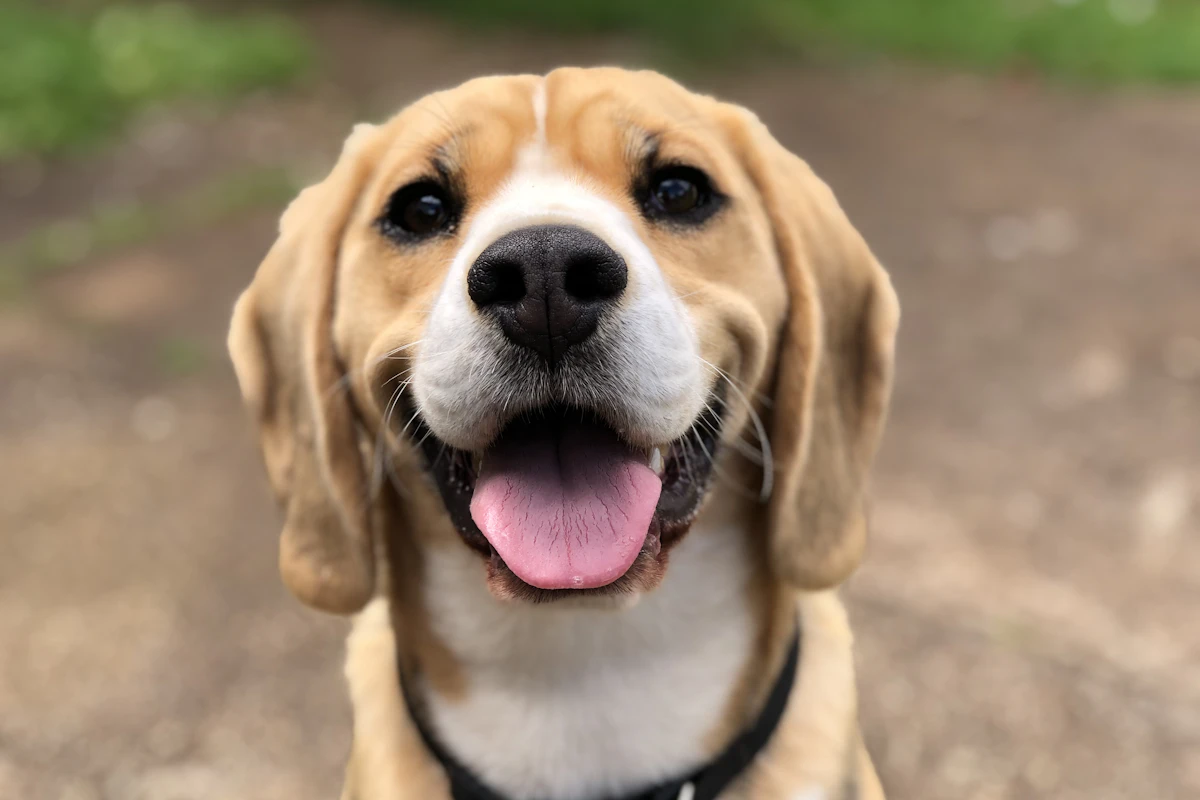 Everyday pet care scene for lick mats for dogs: which texture works best?