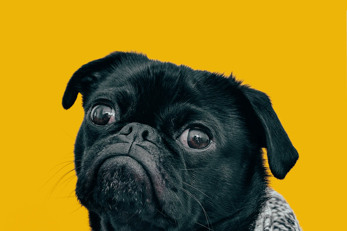 Everyday pet care scene for front-clip dog harnesses: a practical fit guide