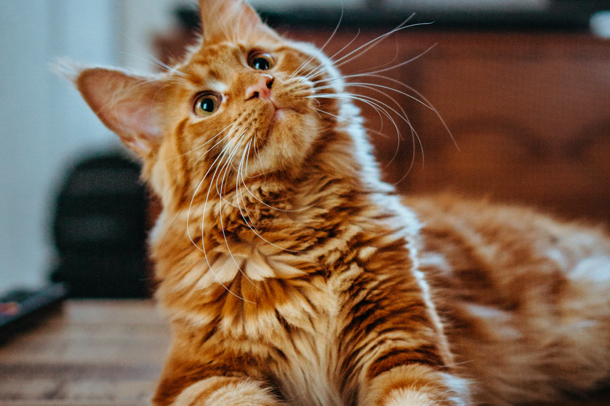 Everyday pet care scene for window perches for cats: suction, sill, or wall-mounted?