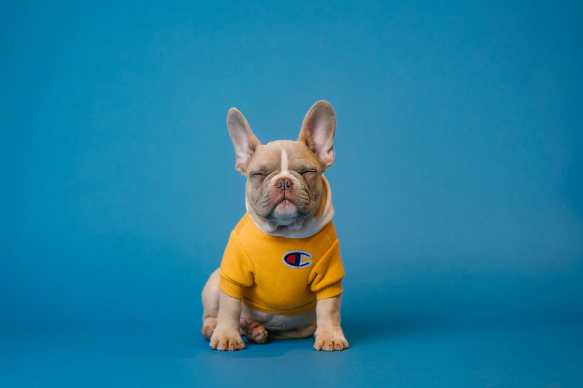 Everyday pet care scene for dog puzzle toys for rainy-day energy