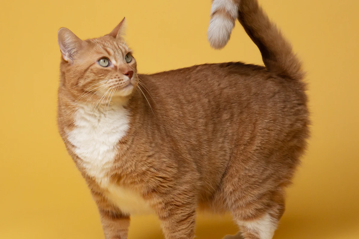 Everyday pet care scene for cat water fountains that are easy to clean
