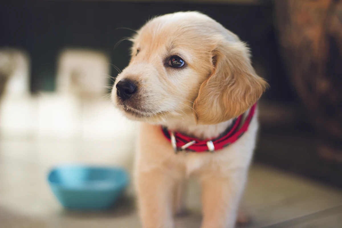 Everyday pet care scene for orthopedic dog beds for senior dogs: a no-hype guide