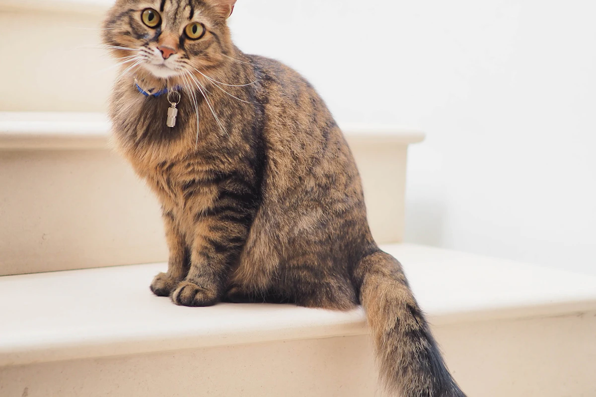 Everyday pet care scene for air purifiers for homes with pets