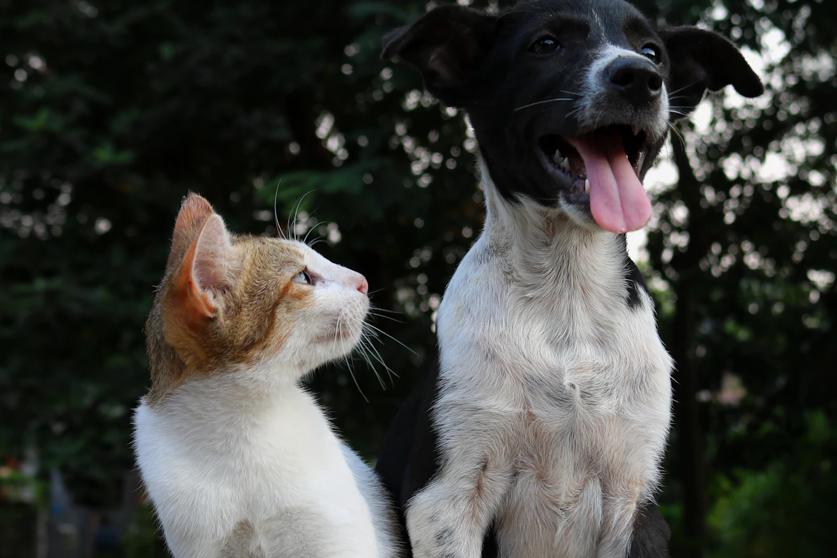 Everyday pet care scene for dog grooming vacuums: what matters before you buy