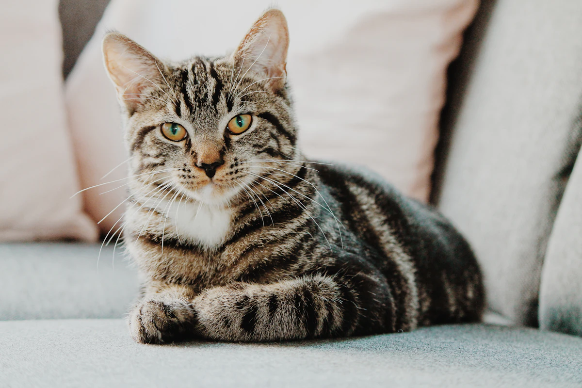 Everyday pet care scene for automatic cat feeders for early-morning wake-up calls