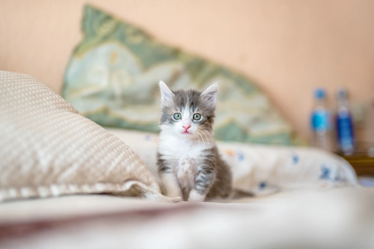 Everyday pet care scene for interactive cat toys for solo play