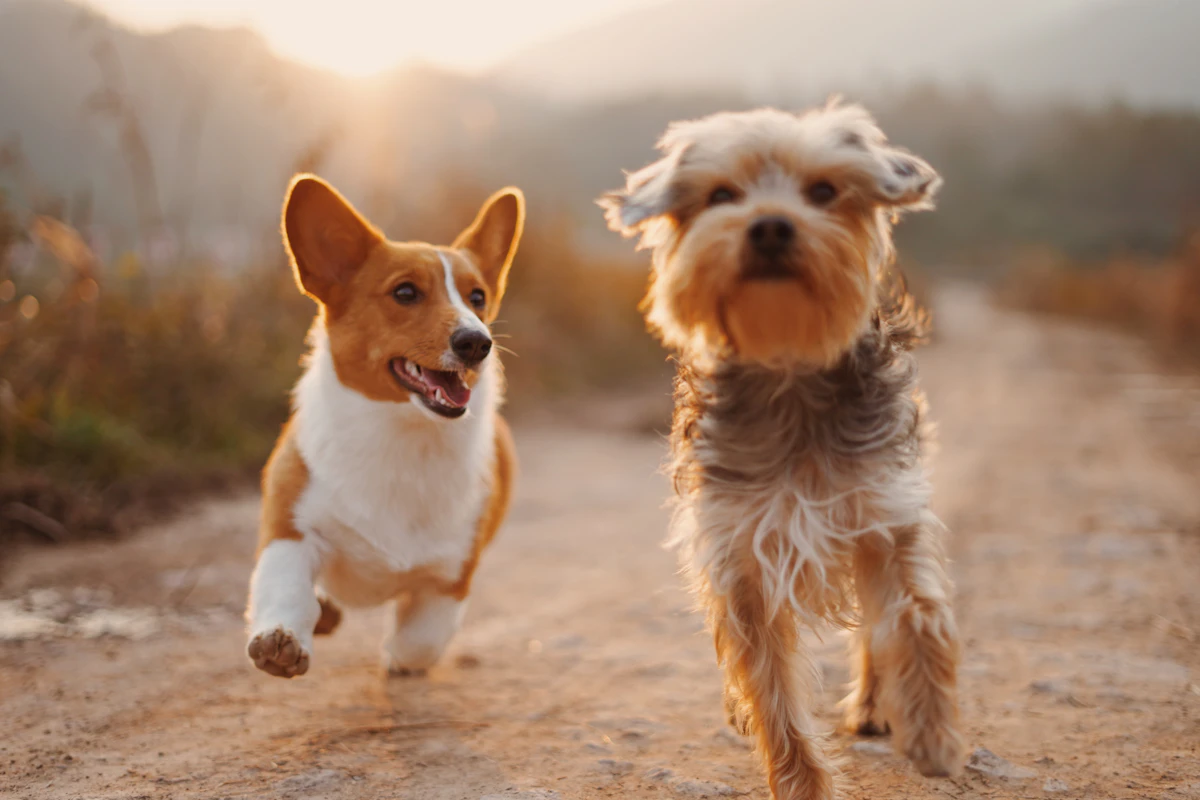 Everyday pet care scene for dog paw cleaners for apartment entryways